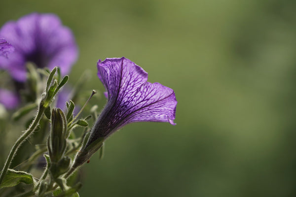 Trumpet Flower - Posters