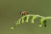 Hoverfly In Green - Large Art Prints