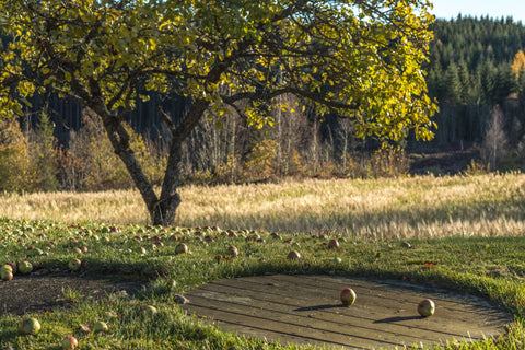 Autumn Scene by TStrand Photography