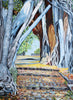 An Ancient Tree - Life Size Posters