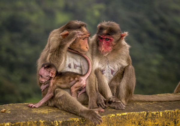 A Family Chat Together - Large Art Prints