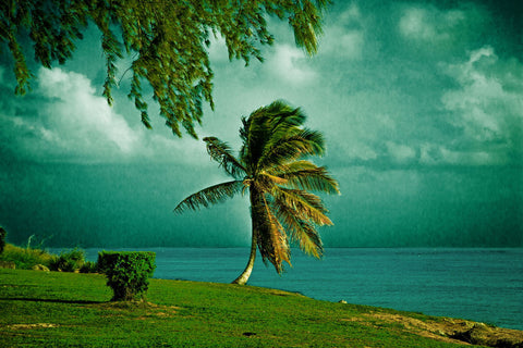 Green Palmtree - Canvas Prints
