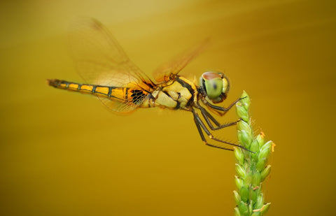 Small Dragonfly - Large Art Prints by Du Pham