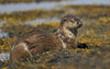 Otter - Art Prints