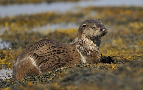 Otter - Large Art Prints