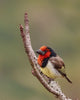 Black-Collared Barbet - Posters