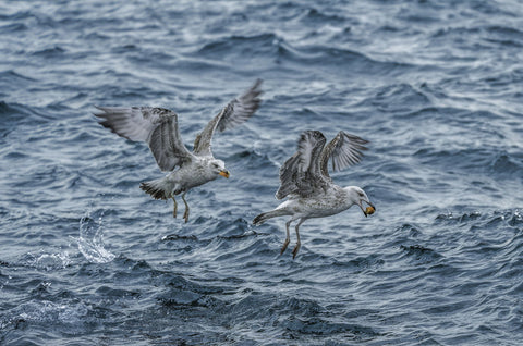 Marmara Seagulls - Art Prints