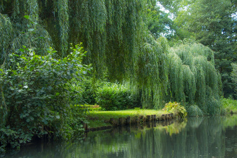 Spreewald by Olaf Klein