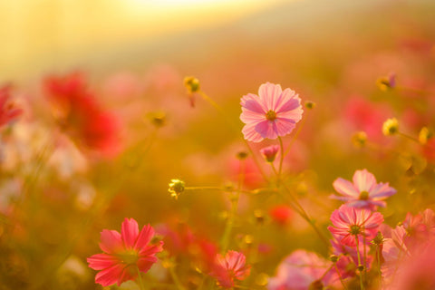 Cosmos In Sunshine - Canvas Prints