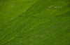 Paddy Field - Life Size Posters