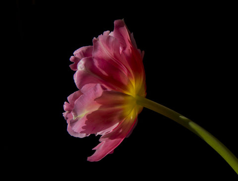 Pink Tulip-Ii - Large Art Prints by Lizardofthewisard