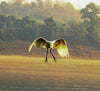 Egret - Life Size Posters