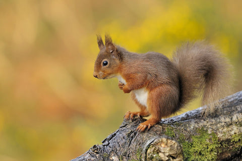 Red Squirrel by Jamie Snr