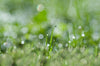 Fresh Morning - Art Prints