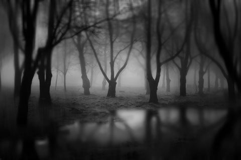 Dark Woods by John Palmer Art Works
