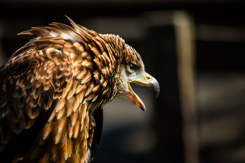Light And Feathers - Framed Prints