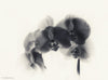 Black Orchid - Canvas Prints