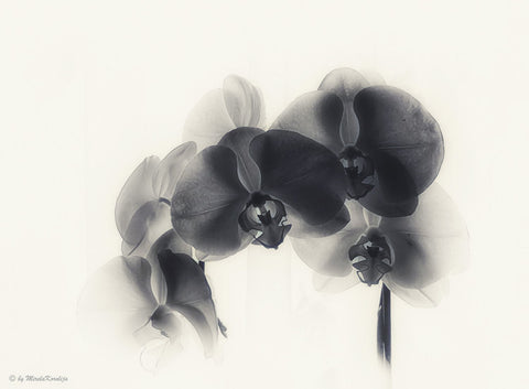 Black Orchid - Life Size Posters