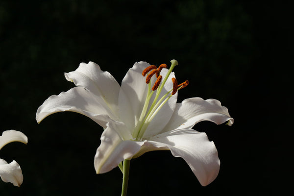 White Lily - Life Size Posters