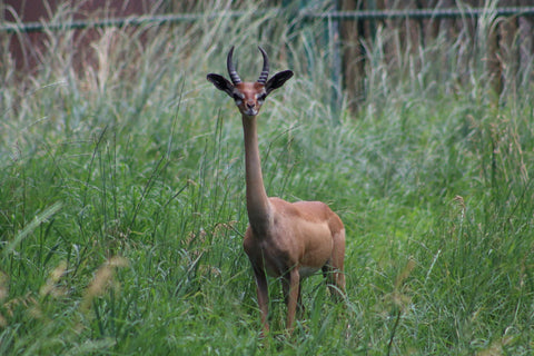 Deer by Rob Morton