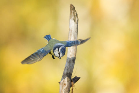 The Blue Tit In For Landing - Large Art Prints