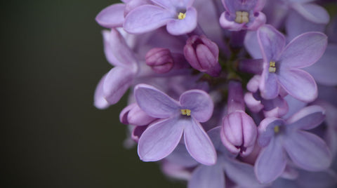 Lilac by Diana Moreno