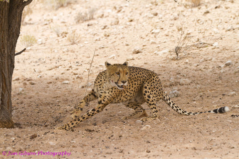 Cheetah by Jim Gibson Photography