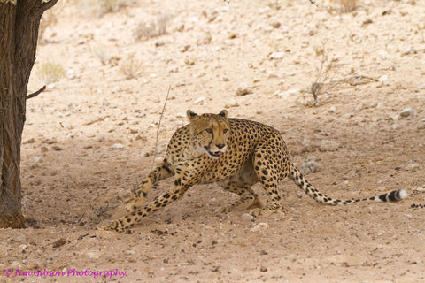 Cheetah - Framed Prints