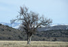Tree - Large Art Prints