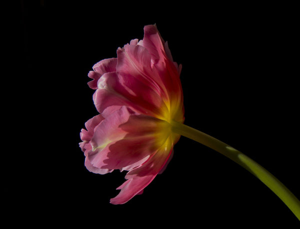 Pink Tulip-Ii - Framed Prints