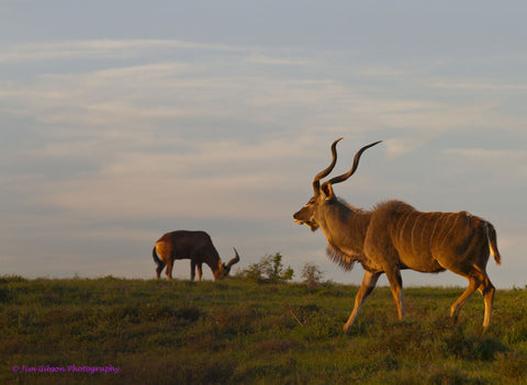 Out For A Stroll by Jim Gibson Photography