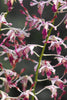 Dendrobium - Posters