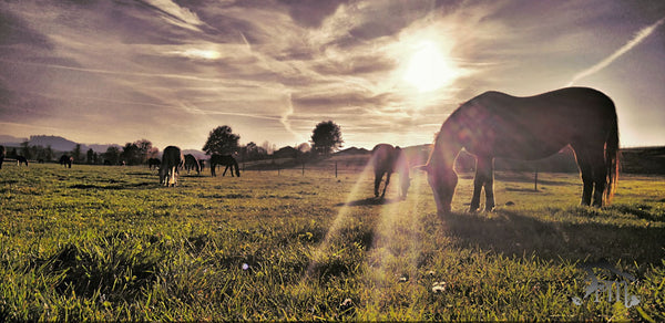Horses in the meadow - Art Prints