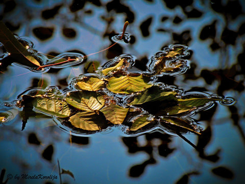 Autumn Shine - Canvas Prints