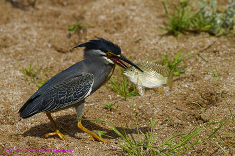 Got You by Jim Gibson Photography