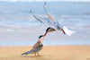 Arctic Tern - Life Size Posters
