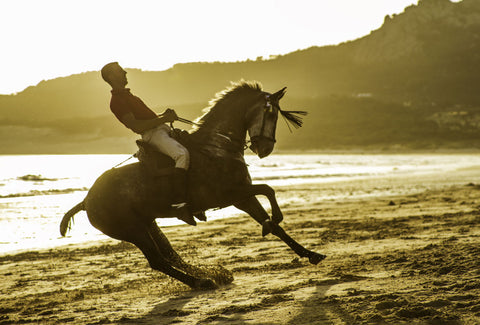 Andalusian Horse - Canvas Prints
