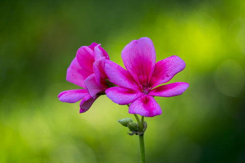 Pink Flower - Canvas Prints by Lizardofthewisard