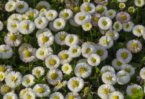 White Daisies - Framed Prints by Lizardofthewisard