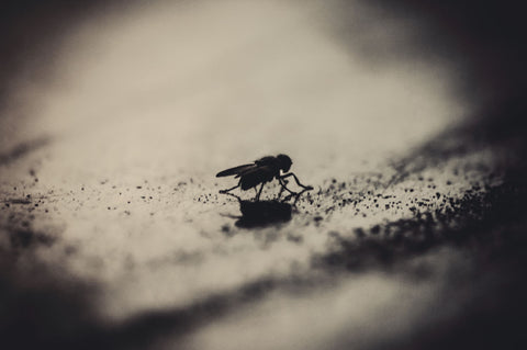 Alone Fly - Art Prints