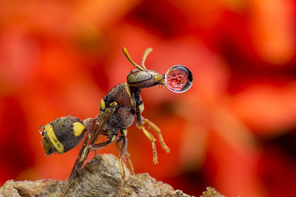 Wasp Blowing Water Droplet - Framed Prints