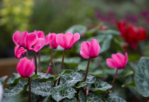 Cyclamens - Framed Prints by Lizardofthewisard