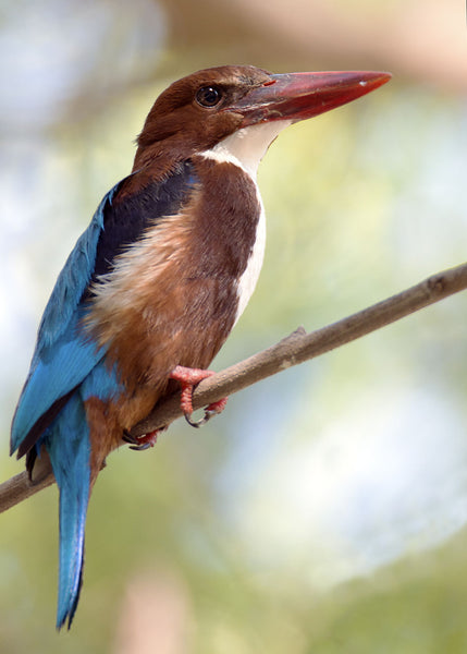 White Breasted Kingfisher - Canvas Prints