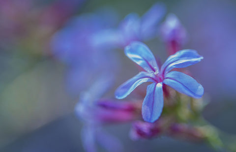 Blue Autumn - Framed Prints by Frédéric Gombert