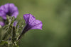 Trumpet Flower - Canvas Prints