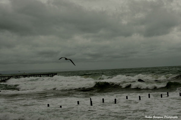 Anticipation Of Storm - Canvas Prints