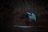 Black-Headed Heron - Large Art Prints