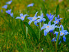 Blue Lilies - Canvas Prints