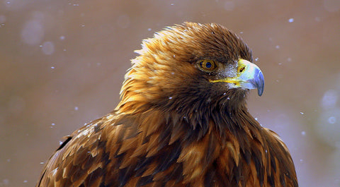 The Brown Eagle - Large Art Prints