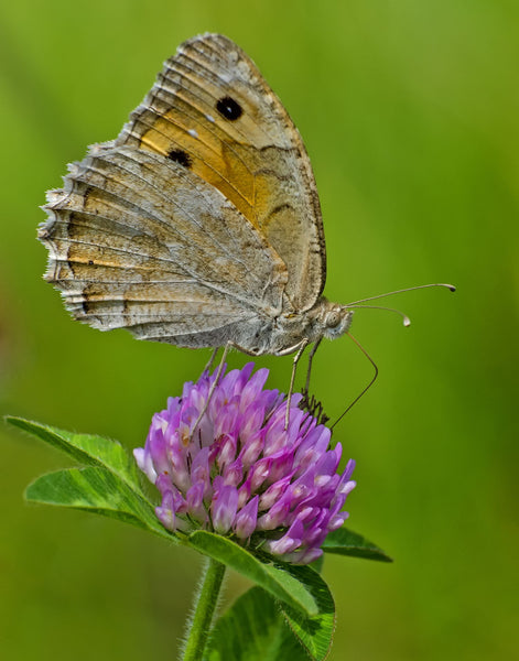 Butterfly - Life Size Posters